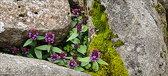 Trllabtsmanshattur / Prunella vulgaris L. Leynar