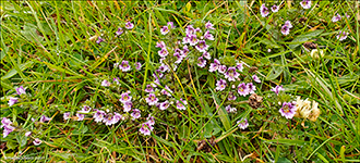 Eygnagras / Euphrasia officinalis