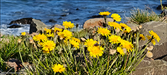 Vanlig heysthagaslja / (Syn. Leontodon autumnalis L.) Scorzoneroides autumnalis (L.) Moench