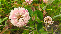 Skotasmra / Trifolium hybridum subsp hybridum L. 