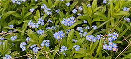 Mrigloymmegei / Myosotis scorpioides L.