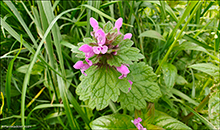 Rey tvtonn / Lamium purpureum L.