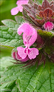 Rey tvtonn / Lamium purpureum L.