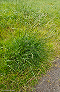 Strandarvingul / Festuca arundinacea