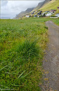 Strandarvingul / Festuca arundinacea