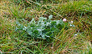 Reyðsmæra / Trifolium pratense L. Tórshavn