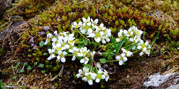 Lknaeirisgras / Cochlearia officinalis