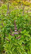 Aksminta / Mentha spicata