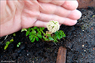 Bakkaslkja / Angelica sylvestris L.