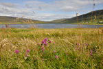 Reyðsmæra / Trifolium pratense L. Sandoy.
