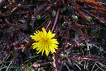 Reyð várhagasólja / Taraxacum rubifolium Rasmussen