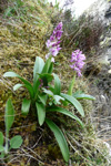 Kalmansbørkubóndi / Orchis mascula (L.) 