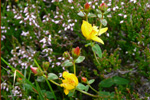 Fagurligt pirikum ella víriksgras / Hypericaceae pulchrum L.