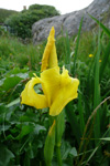 Mækja / Iridaceae pseudacorus L. Hoyvík