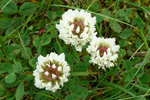 Seyðasmæra / Trifolium repens (L.)