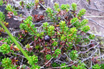 Vanligur berjalyngur / krákuber (Empetrum nigrum subsp. nigrum)