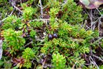 Vanligur berjalyngur / krákuber (Empetrum nigrum subsp. nigrum)