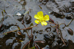Tjarnarsólja / Ranunculus reptans L.