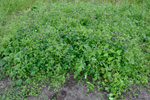 Millumpartatvítonn / Lamium molucellifolium Fries