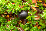 Tvíkynjaður berjalyngur / krákuber (Empetrum nigrum subsp. hermaphroditum (Hagerup) Böcher)