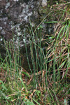 Vetrarbjølluvísa / Equisetum hyemale L.