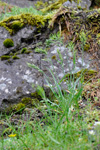 Fjallahúsagras / Poa alpina L.