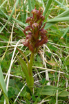 Grønlig barnarót / Grønligt hjúnagras / Coeloglossum viride (L.) Hartm. Sandoy.