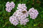 Margblømdur rølikur / Achillea millefolium L., Eysturoy
