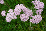 Margblømdur rølikur / Achillea millefolium L., Eysturoy
