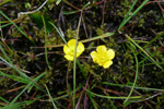 Iglasólja / Ranunculus flammula L.