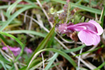 Lúsaórøkja / Pedicularis palustris