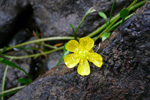 Iglasólja / Ranunculus flammula L.