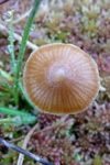 Soppur / Mushroom
