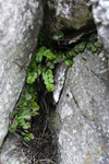 Strálhærdur trøllakampur / Asplenium trichomanes L.