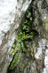 Strálhærdur trøllakampur / Asplenium trichomanes L.