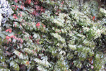 Tunnur mosakampur / Hymenophyllum wilsonii Hooker (Hymenophyllum peltatum auct., vix Desv.)