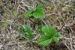 Klettarossaber / Rubus saxatilis L.