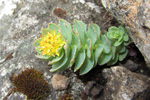 Rósuhjálpirót / Rhodiola rosea L.