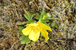 Skriðsólja / Ranunculus repens L.