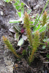 Lítil mosajavni / Selaginella selaginoides L. Beauv. ex Schrank & Mart.