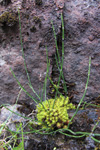 Lítil bjølluvísa / Equisetum variegatum Schleicher ex Weber & Mohr