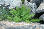 Fjallakvennkampur / Athyrium distentifolium Tausch ex Opiz (A. alpestre (Hoppe) Rylands