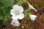 Hvítt litingarsortugras / Geranium sylvaticum