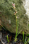Mýriseyðaleykur / Triglochin palustris