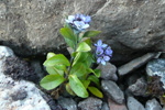 Fjallabládepla Veronica alpina L.