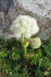 Heima- ella bjargahvonn / Angelica archangelica L. subsp. archangelica (Archangelica officinalis Hoffm.)