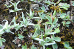 Bogin æviblóma Omalotheca supina L. (DC) (Gnaphalium supinum L.)