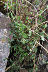 Skaldabrobber / Thymus praecox