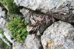 Fjallapuntalastrá / Deschampsia alpina L. Roem. et Schult (D. cespitosa subsp. alpina (L.) Tzvelov)