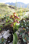 Grønlig barnarót / Grønligt hjúnagras / Coeloglossum viride (L.) Hartm. Eysturoy.